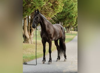 Frisone / Frisone Occidentale, Castrone, 8 Anni, 173 cm, Morello