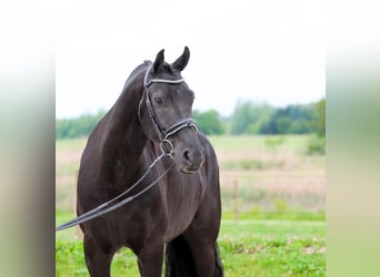 Frisone / Frisone Occidentale Mix, Castrone, 8 Anni, Morello