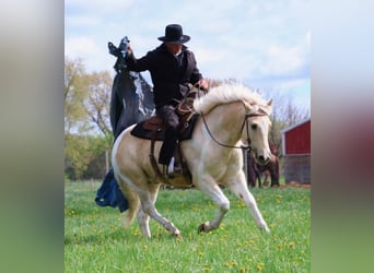 Frisone / Frisone Occidentale, Castrone, 9 Anni, 142 cm, Palomino