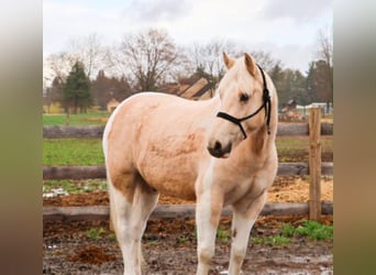 Frisone / Frisone Occidentale, Castrone, 9 Anni, 142 cm, Palomino