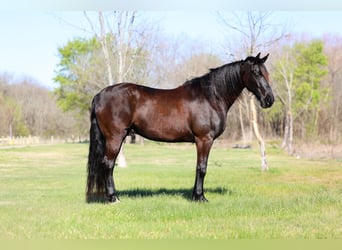 Frisone / Frisone Occidentale, Castrone, 9 Anni, 163 cm, Morello