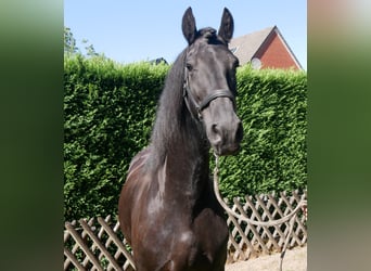 Frisone / Frisone Occidentale, Castrone, 9 Anni, 164 cm