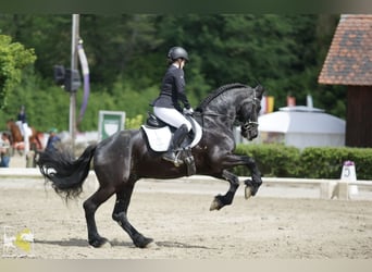 Frisone / Frisone Occidentale, Castrone, 9 Anni, 164 cm, Morello