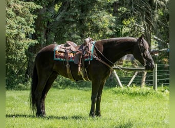 Frisone / Frisone Occidentale, Castrone, 9 Anni, 165 cm, Baio