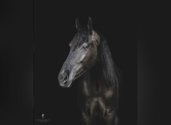 Frisone / Frisone Occidentale, Castrone, 9 Anni, 165 cm, Baio