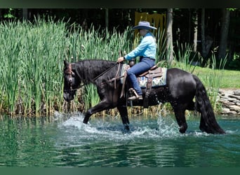 Frisone / Frisone Occidentale, Castrone, 9 Anni, 165 cm, Baio