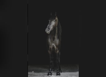 Frisone / Frisone Occidentale, Castrone, 9 Anni, 165 cm, Baio