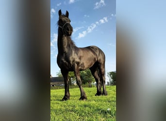 Frisone / Frisone Occidentale, Castrone, 9 Anni, 165 cm, Morello