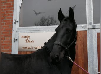 Frisone / Frisone Occidentale, Castrone, 9 Anni, 170 cm, Morello