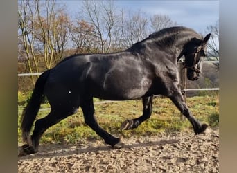 Frisone / Frisone Occidentale, Castrone, 9 Anni, 173 cm, Morello