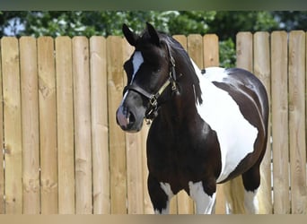 Frisone / Frisone Occidentale, Giumenta, 10 Anni, 152 cm, Tobiano-tutti i colori