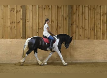 Frisone / Frisone Occidentale, Giumenta, 10 Anni, 152 cm, Tobiano-tutti i colori