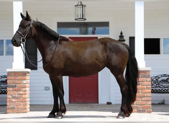 Frisone / Frisone Occidentale, Giumenta, 10 Anni, 155 cm, Morello