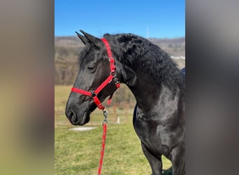 Frisone / Frisone Occidentale, Giumenta, 10 Anni, 158 cm, Morello