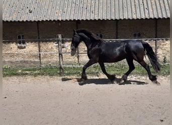 Frisone / Frisone Occidentale, Giumenta, 10 Anni, 160 cm, Morello