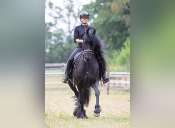 Frisone / Frisone Occidentale, Giumenta, 10 Anni, 162 cm, Morello