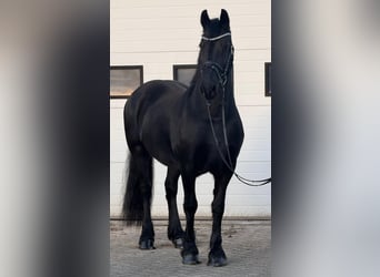 Frisone / Frisone Occidentale, Giumenta, 10 Anni, 166 cm, Morello