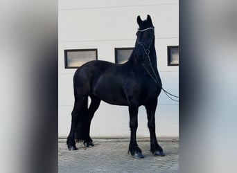 Frisone / Frisone Occidentale, Giumenta, 10 Anni, 166 cm, Morello