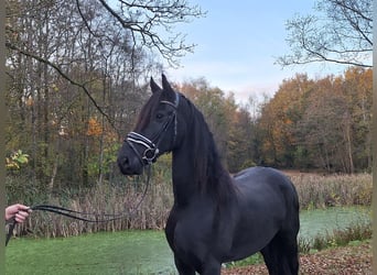 Frisone / Frisone Occidentale, Giumenta, 10 Anni, 166 cm, Morello