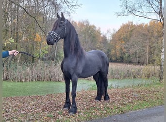 Frisone / Frisone Occidentale, Giumenta, 10 Anni, 167 cm, Morello