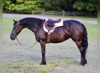 Frisone / Frisone Occidentale, Giumenta, 11 Anni, 157 cm, Morello