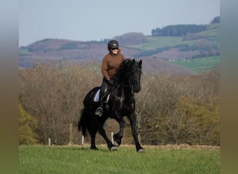 Frisone / Frisone Occidentale, Giumenta, 11 Anni, 165 cm, Morello