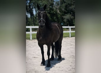 Frisone / Frisone Occidentale, Giumenta, 11 Anni, 168 cm, Morello