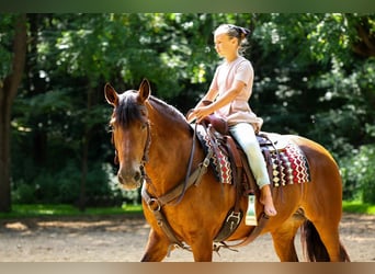 Frisone / Frisone Occidentale Mix, Giumenta, 12 Anni, 152 cm, Baio ciliegia