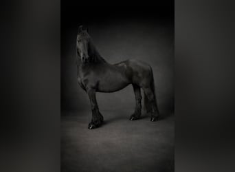Frisone / Frisone Occidentale, Giumenta, 12 Anni, 158 cm, Morello