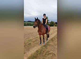 Frisone / Frisone Occidentale Mix, Giumenta, 14 Anni, 156 cm, Baio