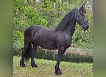 Frisone / Frisone Occidentale, Giumenta, 14 Anni, 164 cm, Morello