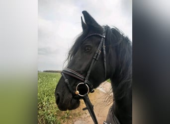 Frisone / Frisone Occidentale, Giumenta, 16 Anni, 160 cm, Morello