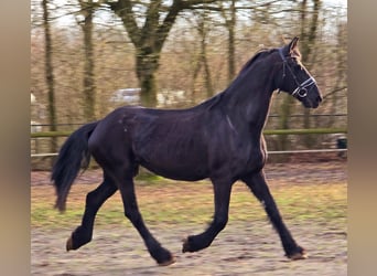 Frisone / Frisone Occidentale, Giumenta, 18 Anni, 168 cm, Morello