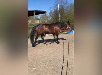 Frisone / Frisone Occidentale Mix, Giumenta, 20 Anni, 165 cm, Baio scuro