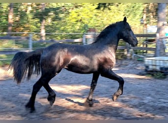 Frisone / Frisone Occidentale, Giumenta, 2 Anni, 153 cm, Morello