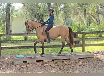 Frisone / Frisone Occidentale Mix, Giumenta, 3 Anni, 152 cm, Champagne
