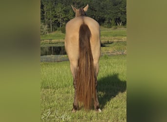 Frisone / Frisone Occidentale Mix, Giumenta, 3 Anni, 152 cm, Champagne