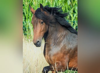 Frisone / Frisone Occidentale Mix, Giumenta, 3 Anni, 155 cm, Baio