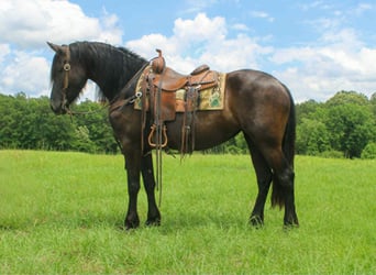 Frisone / Frisone Occidentale, Giumenta, 3 Anni, 155 cm