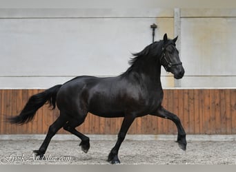 Frisone / Frisone Occidentale, Giumenta, 3 Anni, 156 cm, Morello