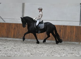 Frisone / Frisone Occidentale, Giumenta, 3 Anni, 159 cm, Morello