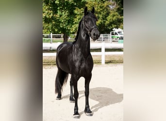 Frisone / Frisone Occidentale, Giumenta, 3 Anni, 163 cm, Morello