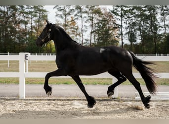 Frisone / Frisone Occidentale, Giumenta, 3 Anni, 163 cm, Morello