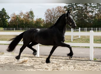 Frisone / Frisone Occidentale, Giumenta, 3 Anni, 163 cm, Morello