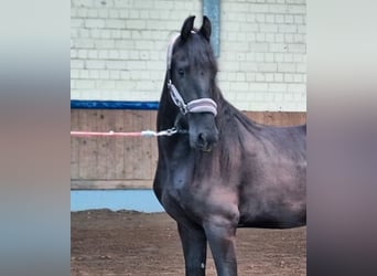 Frisone / Frisone Occidentale, Giumenta, 3 Anni, 166 cm, Morello