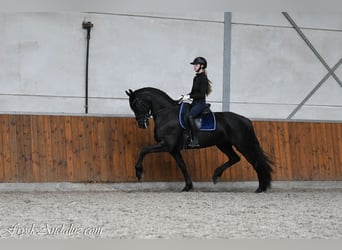 Frisone / Frisone Occidentale, Giumenta, 3 Anni, 166 cm, Morello