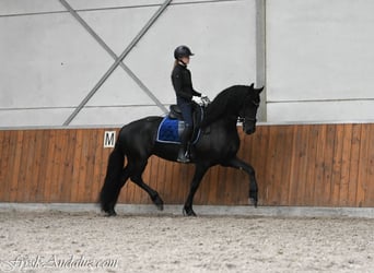 Frisone / Frisone Occidentale, Giumenta, 3 Anni, 166 cm, Morello