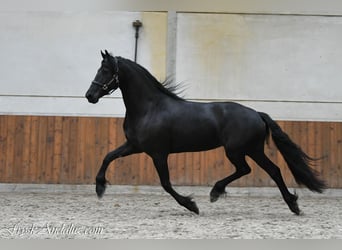 Frisone / Frisone Occidentale, Giumenta, 3 Anni, 166 cm, Morello