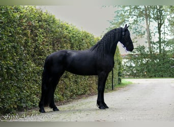 Frisone / Frisone Occidentale, Giumenta, 3 Anni, 166 cm, Morello