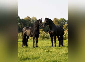 Frisone / Frisone Occidentale, Giumenta, 3 Anni, 166 cm, Morello